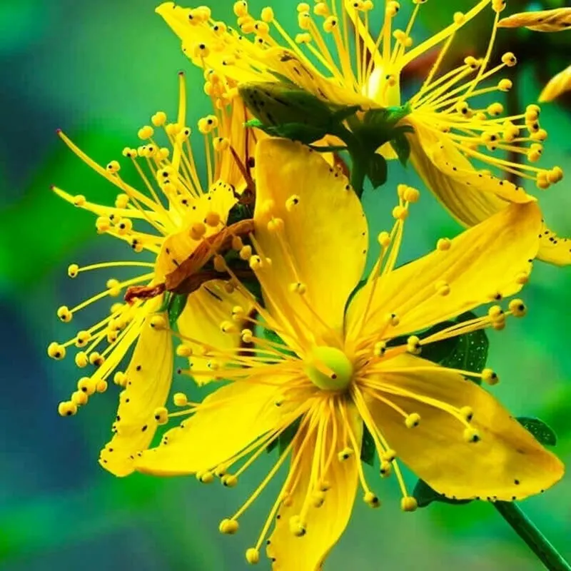 Зверобой фото растения крупным планом