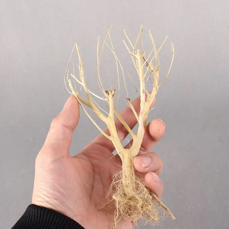 Аквариумное Древо-мох украшение для аквариума | Дом и сад