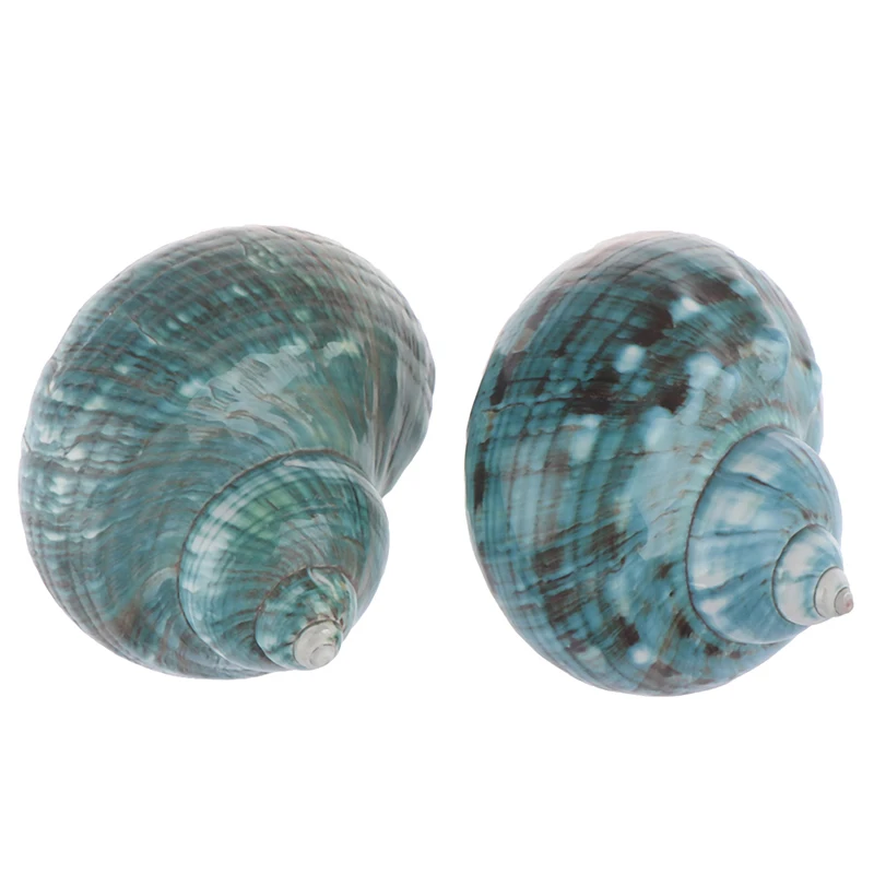 Натуральный ракушка морской раковины Улитка аквариум украшения рулон моллюсков