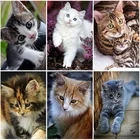 Алмазная 5D картина сделай сам с кошкой, полноразмерная вышивка с животными, набор для мозаики, украшение для дома, подарок