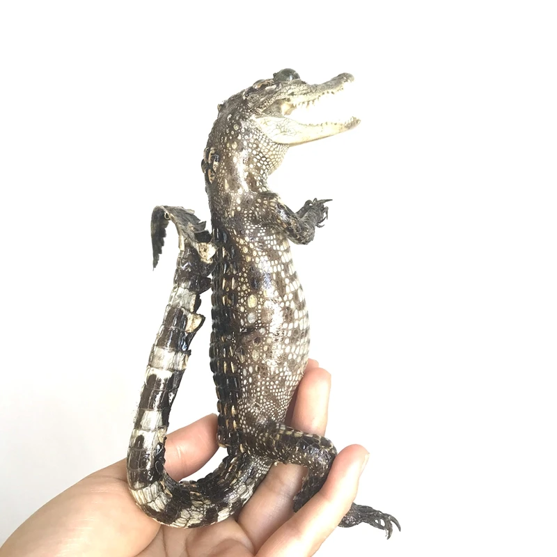 

1PCS Taxidermy Real Small Cute Animal Collectables Magnificent Ornaments Decoration Figurines&Miniatures Cool Crazy Gift