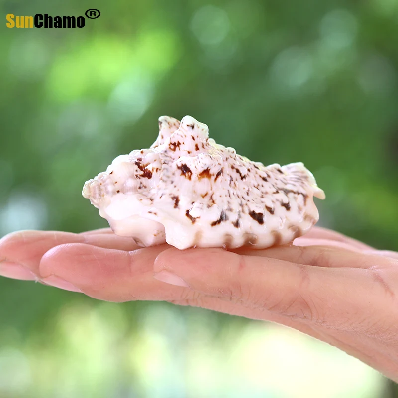 Золотая стрекоза натуральный раковины водные аквариумные средиземноморский