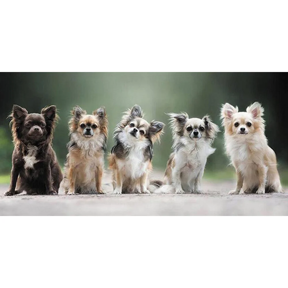 

5D DIY алмазная живопись полный квадрат Новое поступление собака друг искусство Алмазная вышивка мозаика животное домашнее украшение