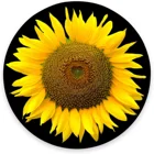 Круглый коврик для мыши, коврик для мыши в виде подсолнуха, игровой коврик для мыши с желтым цветком, водонепроницаемый круглый маленький коврик для мыши с нескользящей резиновой основой