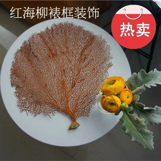 Раковина из натуральной Раковины Морская ива морское железное дерево Коралловая