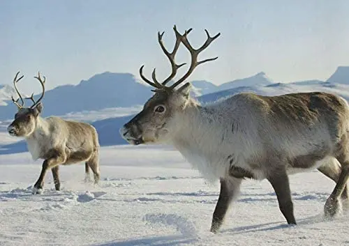 

Art Poster of Snow Reindeer Metal Sign Bar Pub Home Retro Wall Decoration Man Cave 12X16 inch