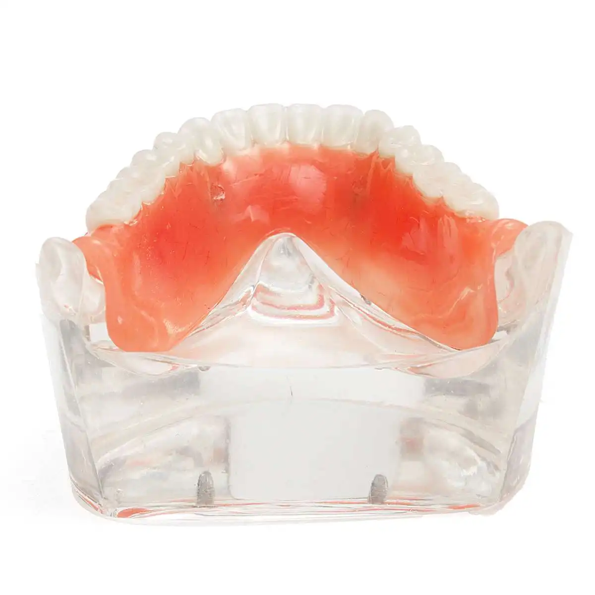 Модель зубов для взрослых стандартная модель обучения демонстрация орального и