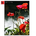 Вышивка, алмазная живопись, кукуруза, Мак, цветок, алмазная вышивка, мозаика стразы, картина по номеру, хобби, подарок на заказ