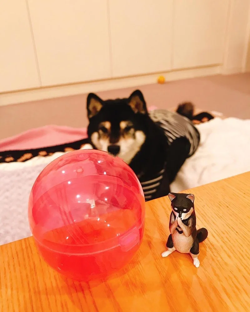 Японский капсула игрушка забавные животные вырезать Косплей shiba «Лисья Секретная служба»(Inu японский миткаль Кот выдра пингвина белого кита гассе для молитвы Gashapon фигурка