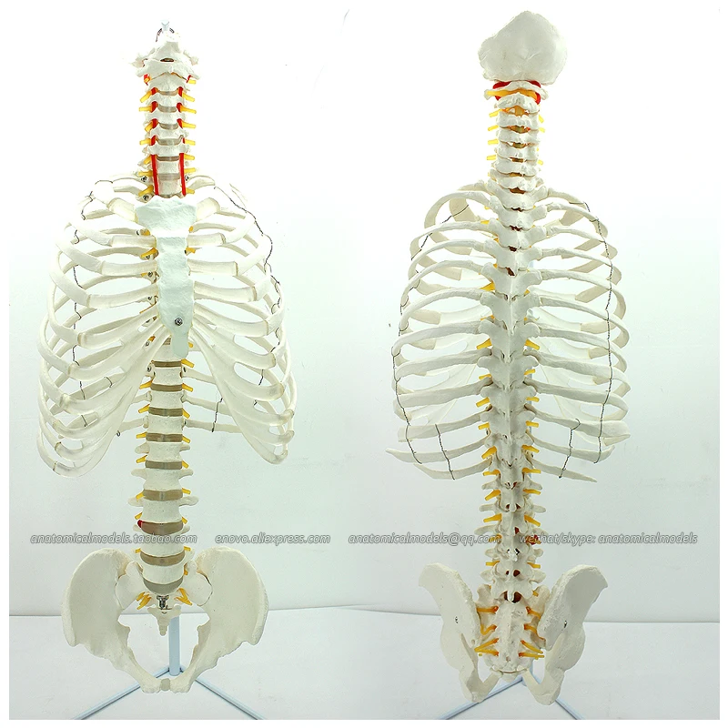 

12379 / Life Size Human Sternum Skeleton Model with Transpaeent Rib, Medical Science Teaching Anatomical Models