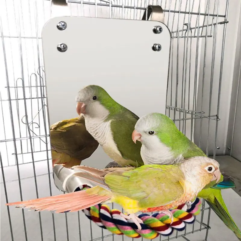 Попугай животное забавное игрушечное зеркало Cockatiel Маленькие Птицы попугаи укуса стенд для лазания