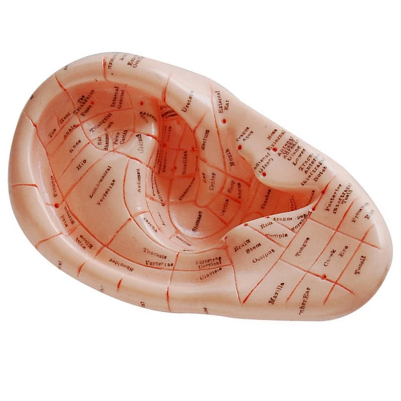 Английская версия ушных иглоукалывания модель ушной раковины точки акупунктуры