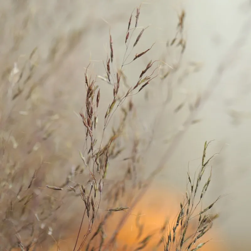 

2021 Real Sale 100 Stems Dried Muhly Grass Bunch Natural Plants Floral Miscanthus Heteroph Accessorie Home Bouquet Decoration