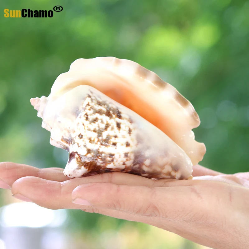 Золотая стрекоза натуральный раковины водные аквариумные средиземноморский