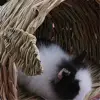 Изображение товара 5