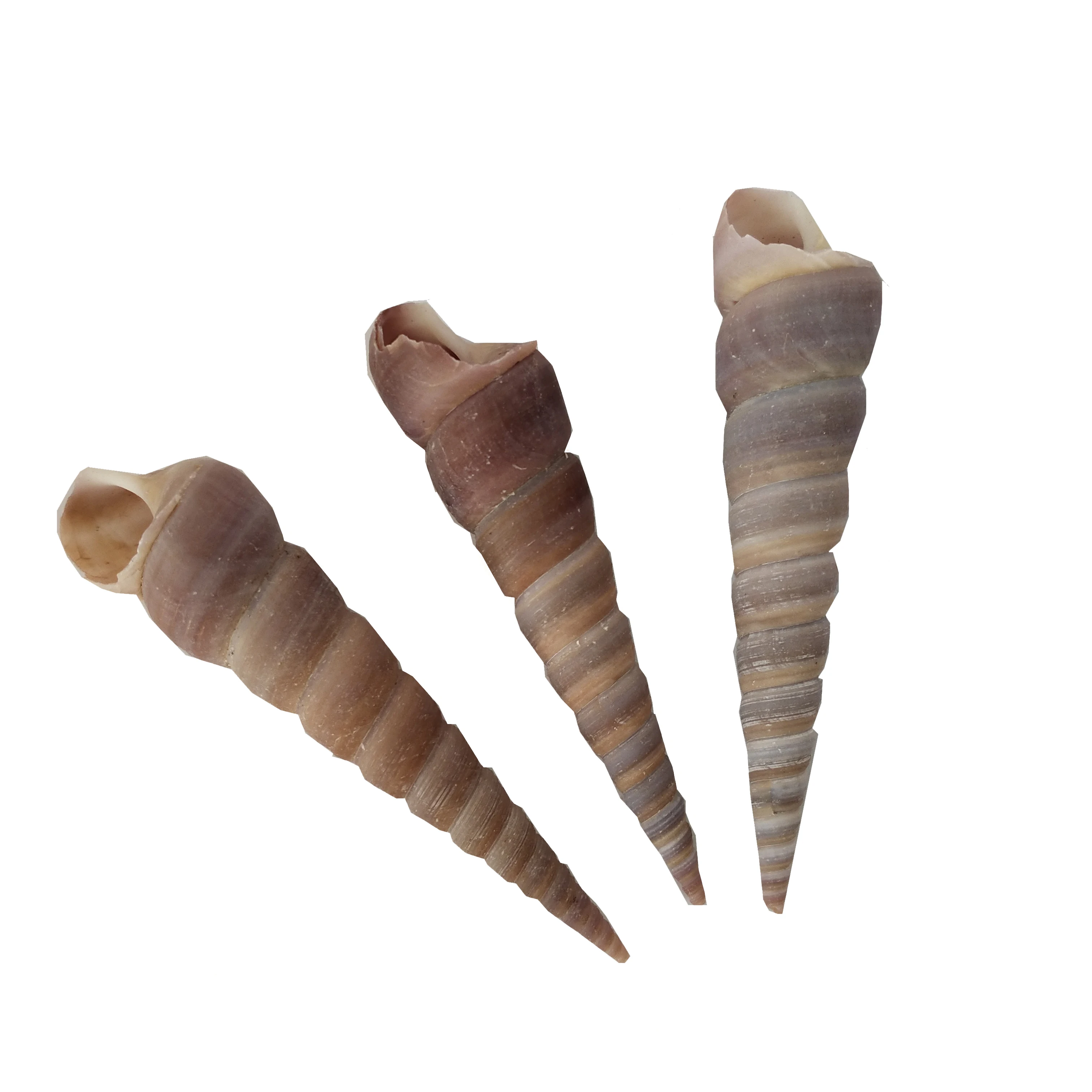 5 шт. натуральный корпус раковина для морской улитки аквариум ландшафтное