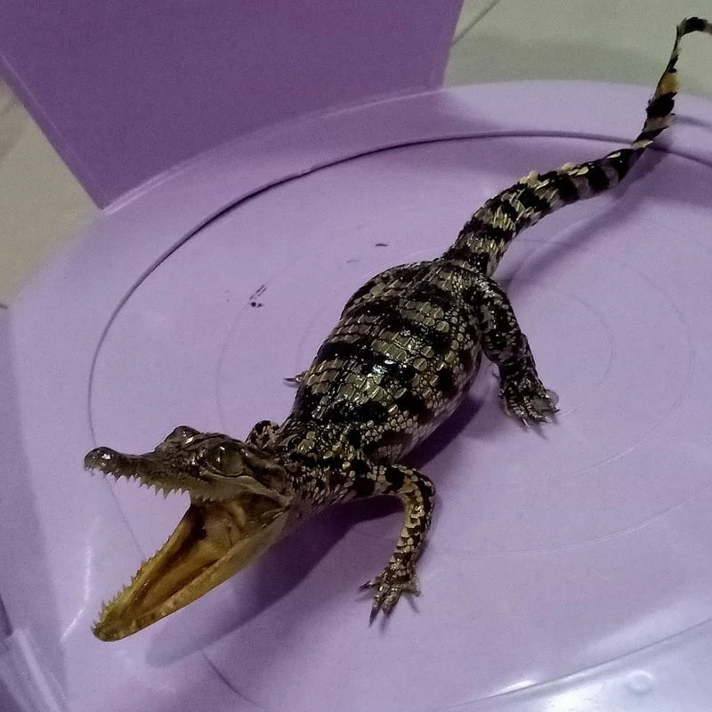 

1 piece of real crocodile baby specimens, animal collectibles, small ornaments, decorative crafts, figurines and miniatures, jew