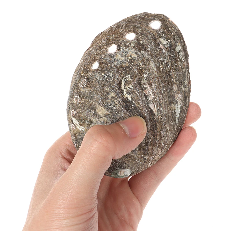 Натуральные ракушки домашний аквариумный ландшафт сделай сам Морской Декор