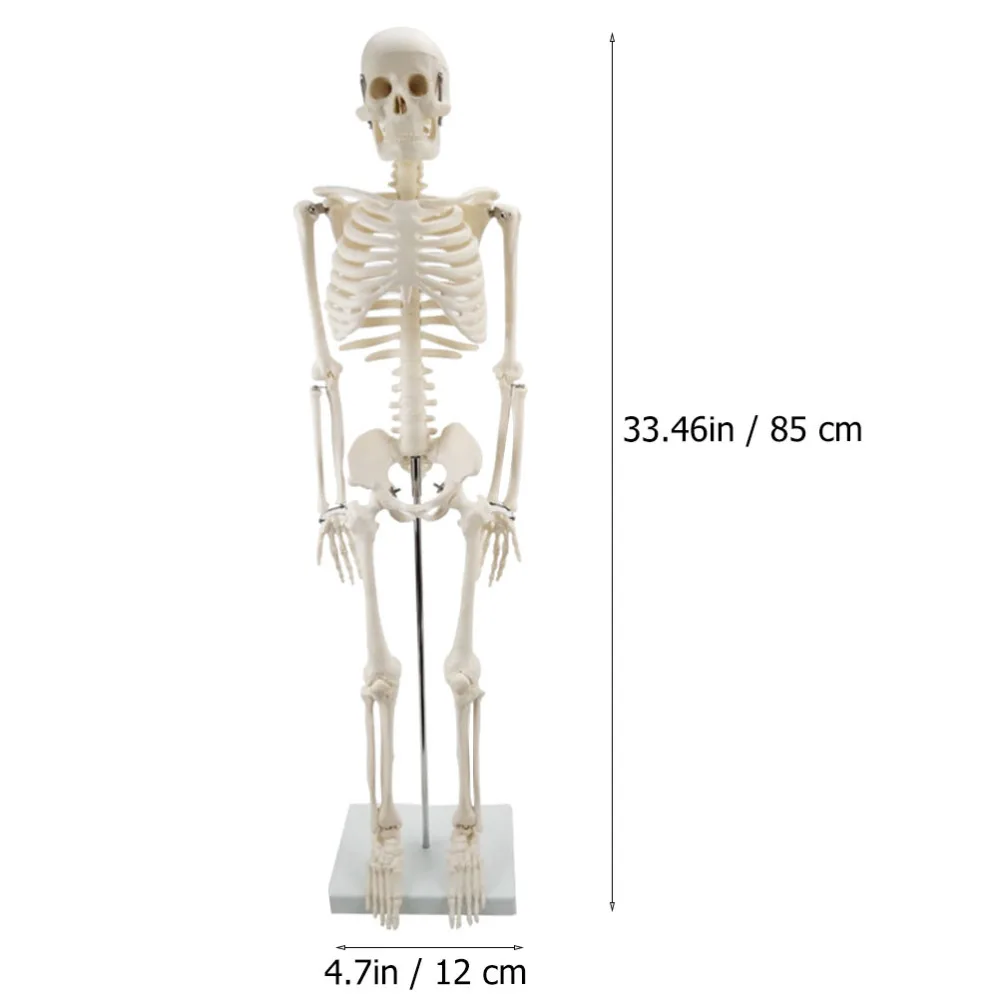 

1pc Human Full-body Bone Model Human Skeleton Model for Teaching