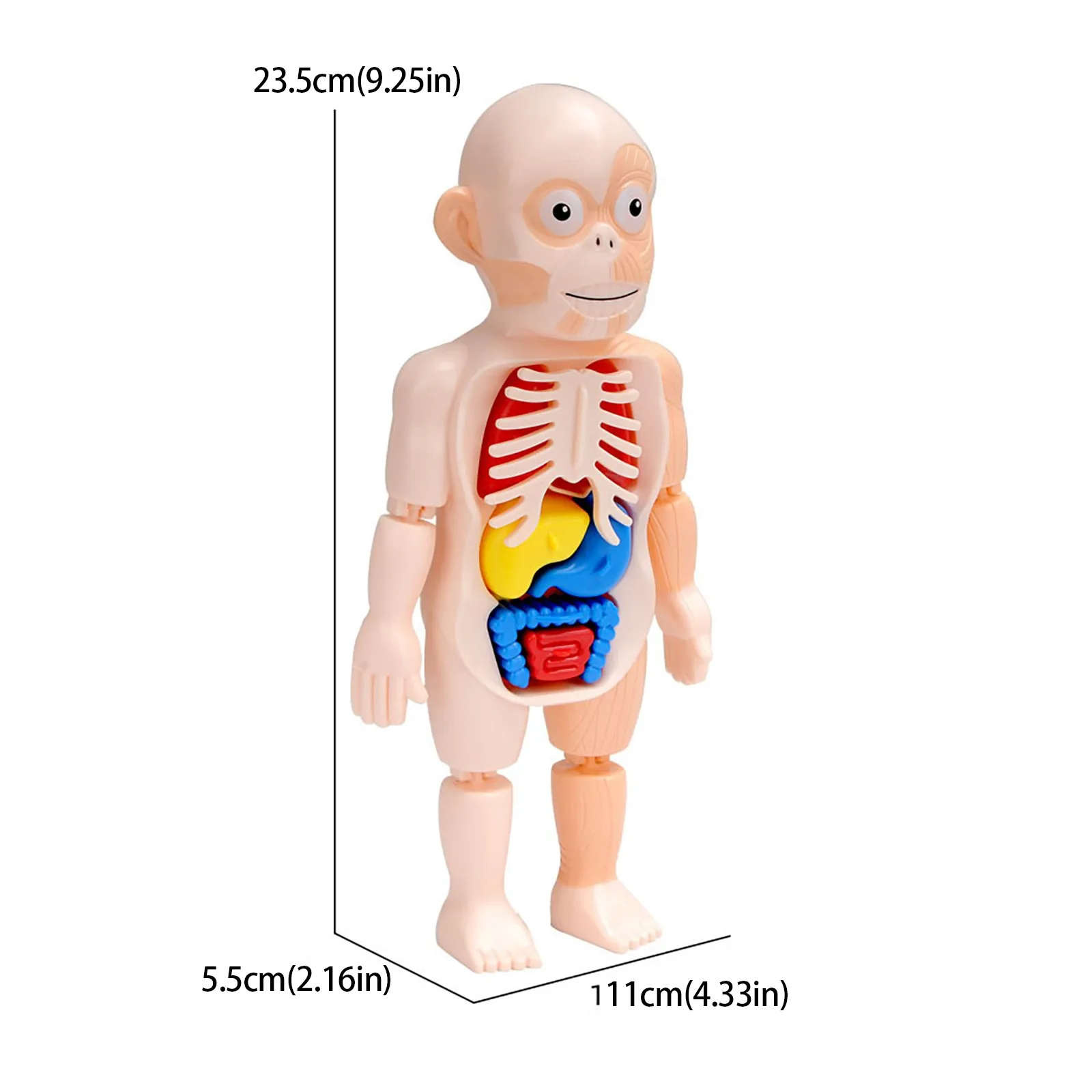 

Childrens Science Education Human Anatomical Organ Model DIY Assembled Toy Science Education Learning Experimental Teaching Aids