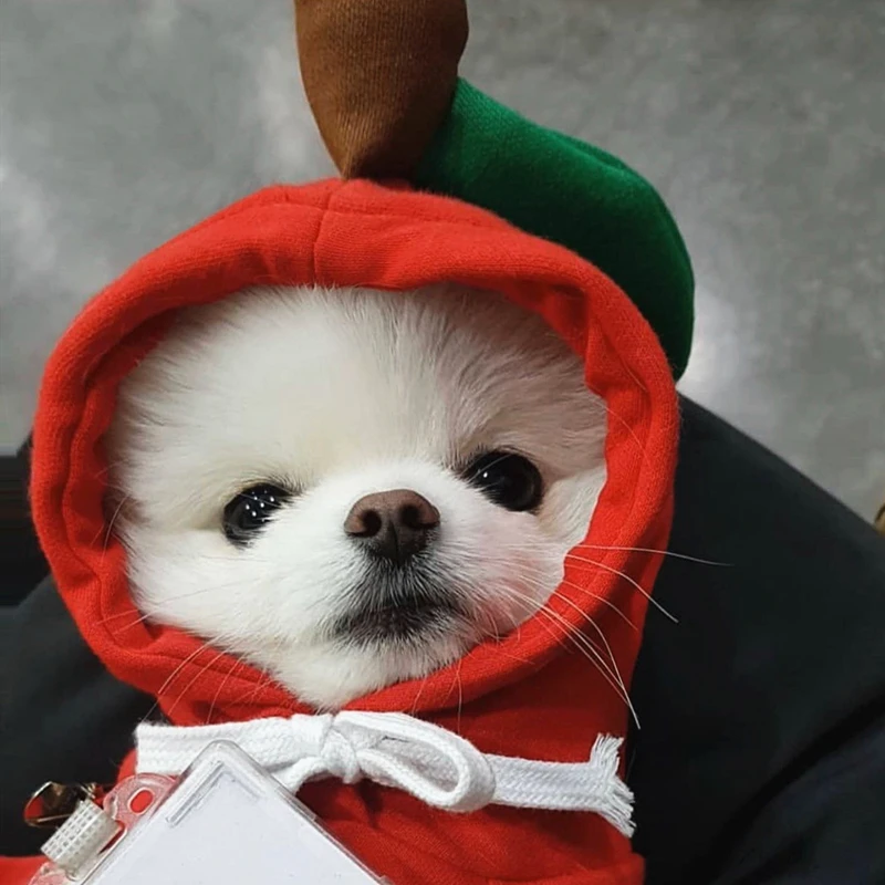 Fruit turned into a dog cat small and medium-sized fleece sweater Teddy Yorkshire Bichon funny | Дом и сад