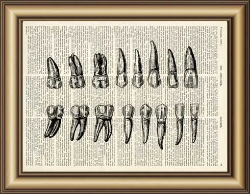 Словарь человеческих зубов Картина на холсте анатомия Настенный декор зубы