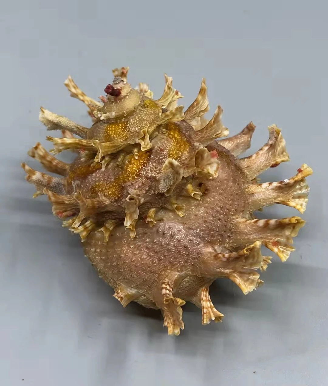 

Натуральные раковины, морские фестоны, морские урчины, морской заяц, больма, жиргиллус, коллекция образцов