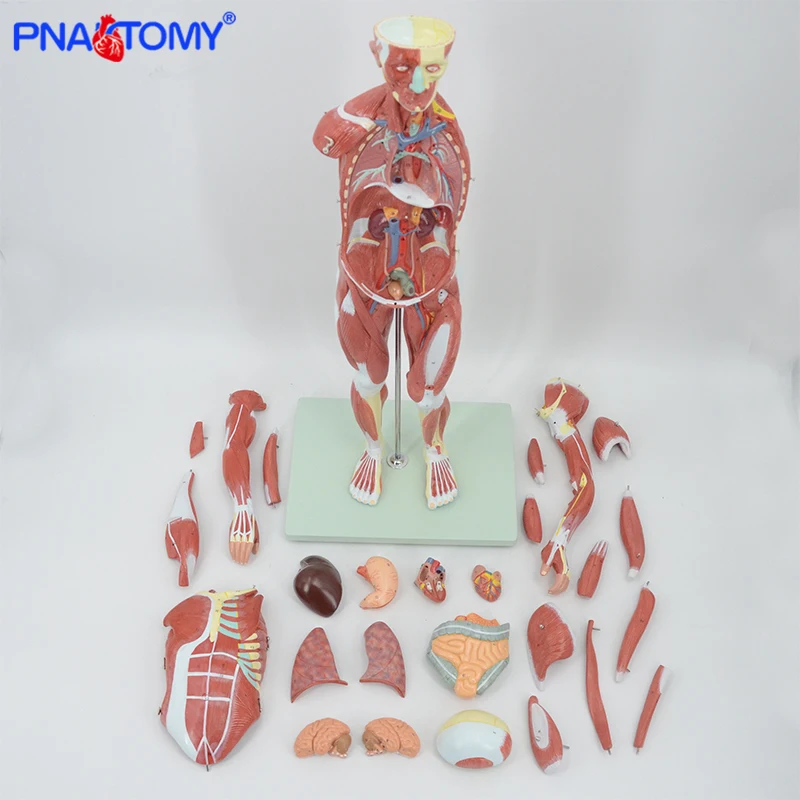 

Muscular Figure Anatomy Model 27parts 78cm Height Human Muscles and Ligaments Blood Vessels and Nerves Anatomical Tool Teaching