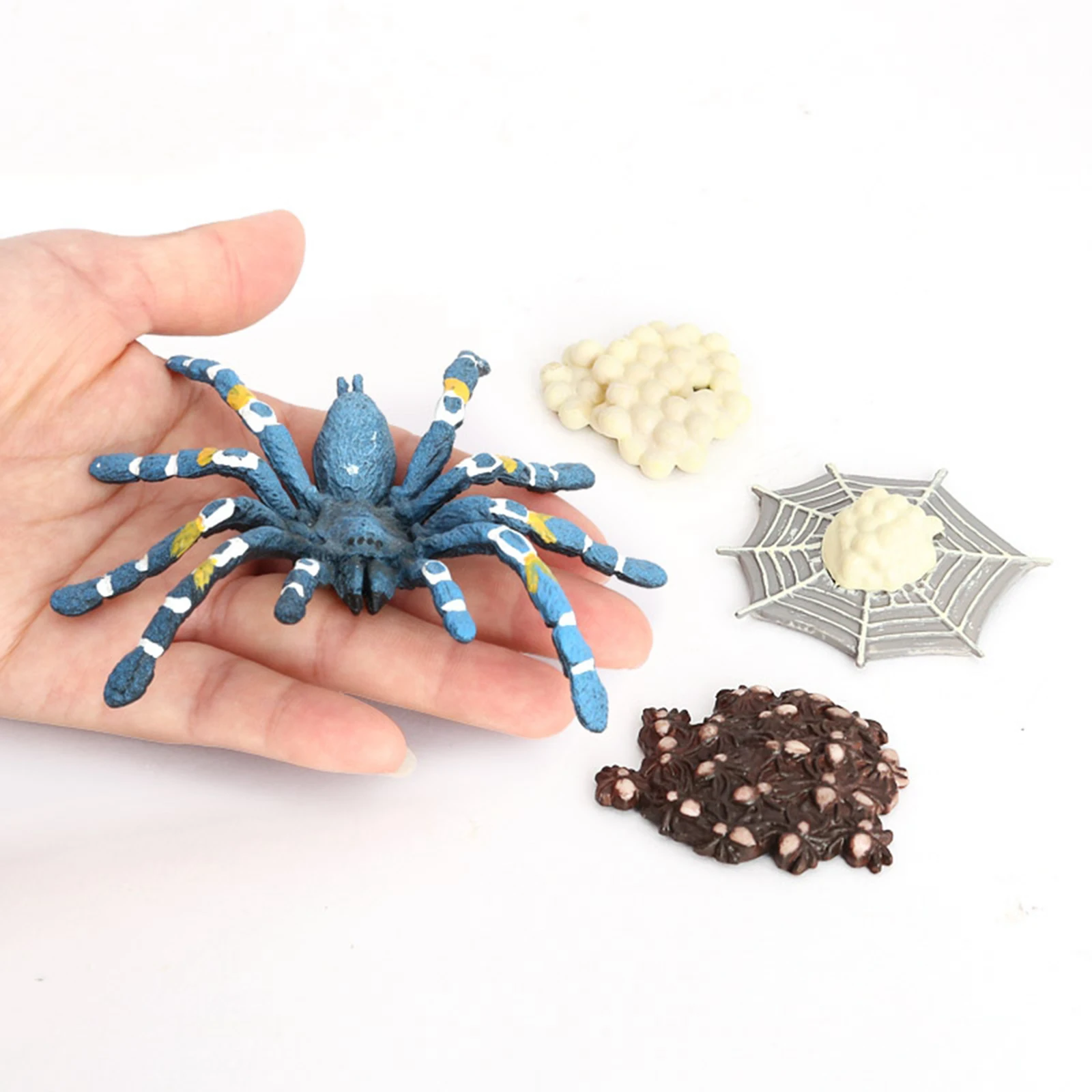

Early Educational Development Preschool Toys Bird Eating Spider Life Cycle Model