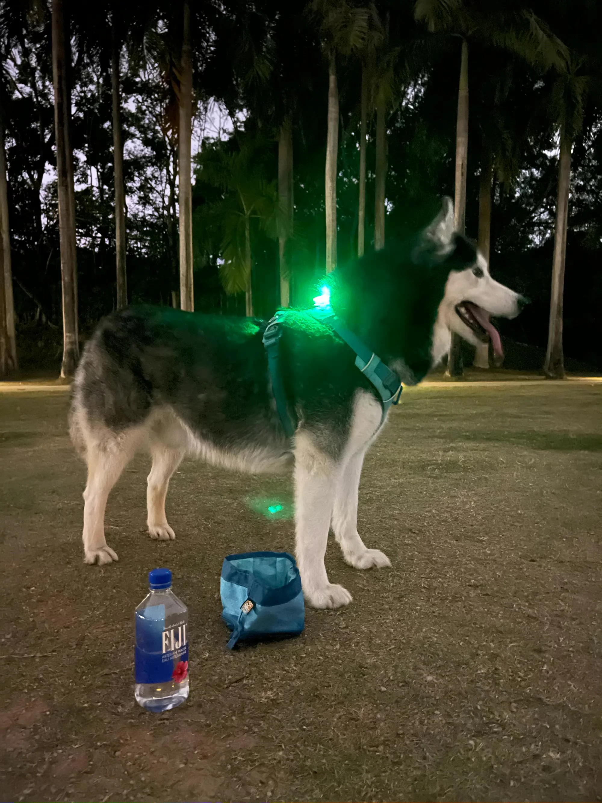 

LED Pet Collar Pendant Night Walking Luminous Pet Necklace Pendant