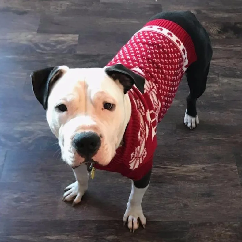 Рождественская вечеринка искусственная Снежинка олень красная одежда для