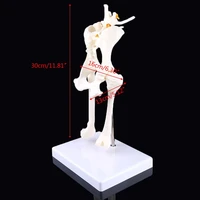 dog canine lumbar hip joint with femur model teaching anatomy skeleton display 87hc