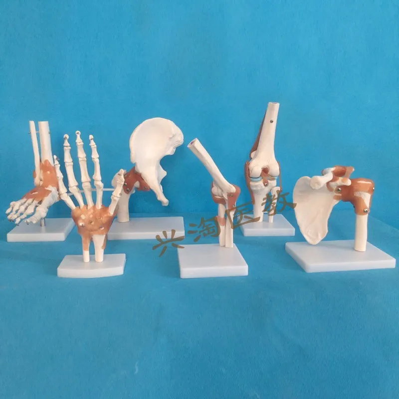 6pcs joint skeleton model Shoulder, elbow, wrist, hip, knee and ankle joints model human model skeleton