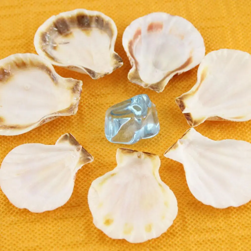 

10pcs Natural Scallop Shell Thick Scallop Fish Tank Landscaping Home Decoration Seashell Natural Conch Shell
