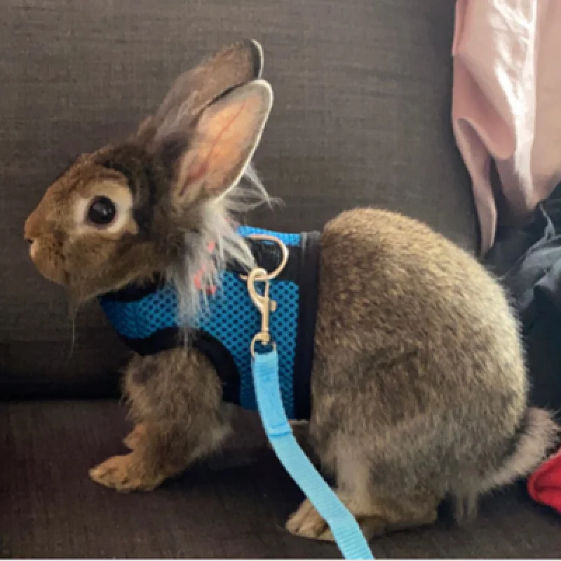 

Totoro Hamster Golden Bear Mink Rabbit Rope Small Pet Traction Rope Rabbit Special Vest-style Chest Strap Rabbit