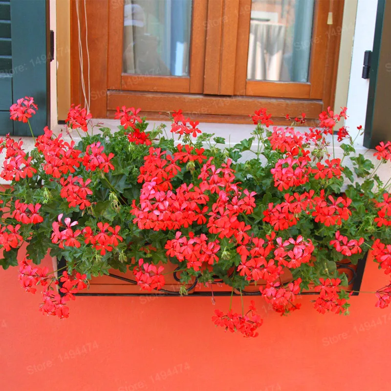 100 шт./пакет Разноцветные Цветок герани flores бонсай растения красивые цвета радуги с цветочным рисунком растения для дома и сада