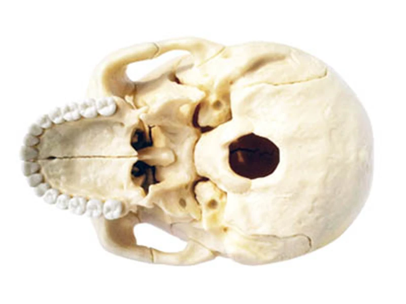 Оригинальная цветная кость 4d мастер головоломка сборка игрушка человеческое