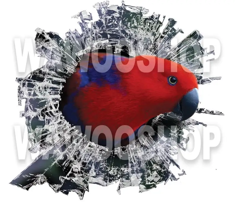 

2021 Red eclectus roratus window sticker, car sticker, parrot car decal, funny sticker, red eclectus