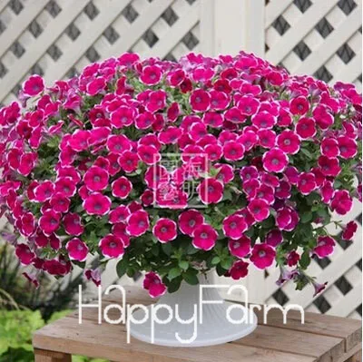 2 Лимонный ломтик Superbells calibachoa Petunia годовой цветок бонсай, 100 шт в упаковке, 24 цвета на выбор,# ZZSOIT - Цвет: 2