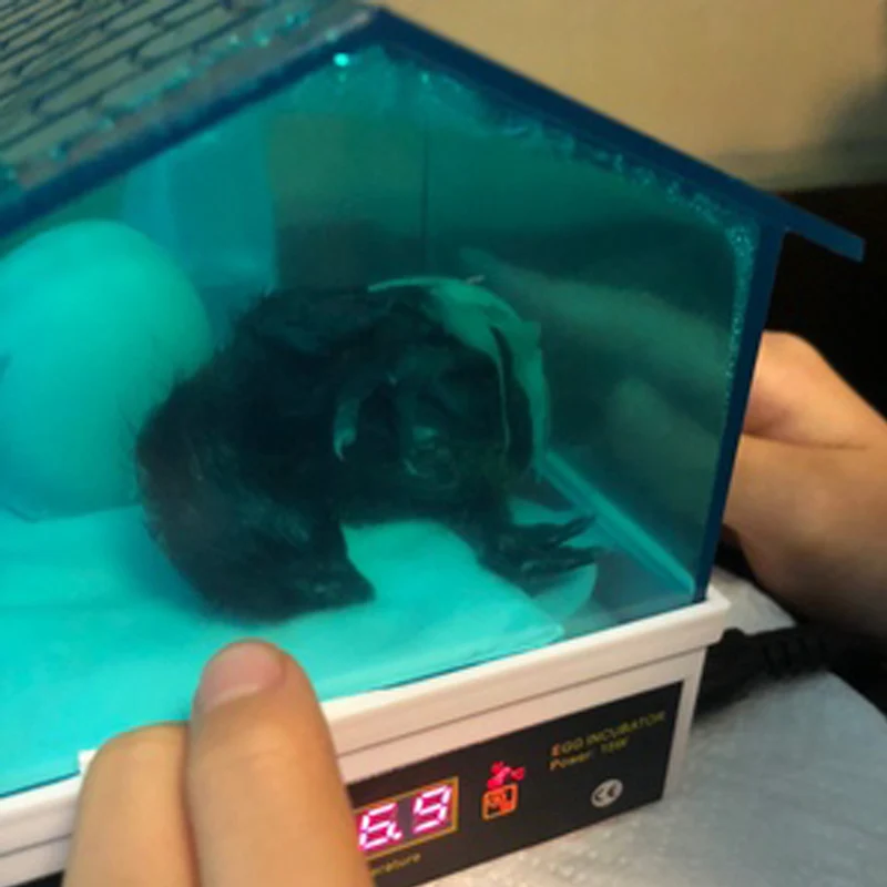 

Incubator for Eggs Fully Automatic Turning Brooder Chicken Quail Egg Incubators 98%Hatching Rate Mini Egg Incubator Machine