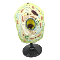 3d plant cell model cross section scientific experimental anatomy science and education equipment