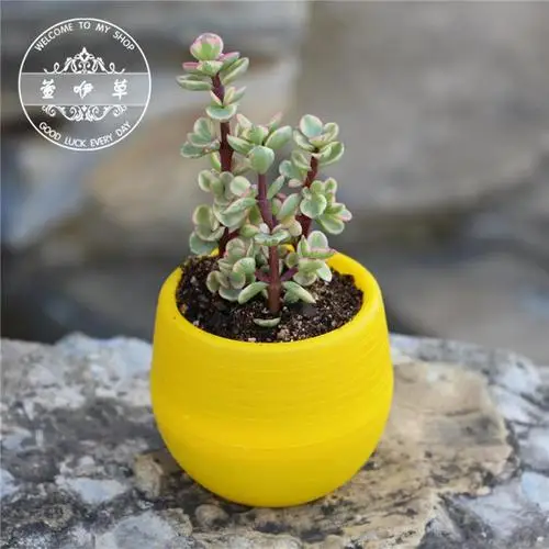 yellow 1 шт. креативные красочные мини горшечные растения для украшения офиса цветочные горшки для суккулентов комнатные травы аксессуары для дома - Цвет: yellow