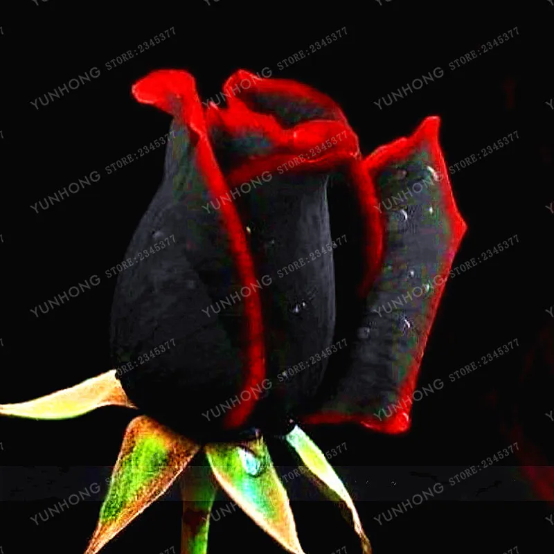 Цветок розы бонсай 100 | Дом и сад