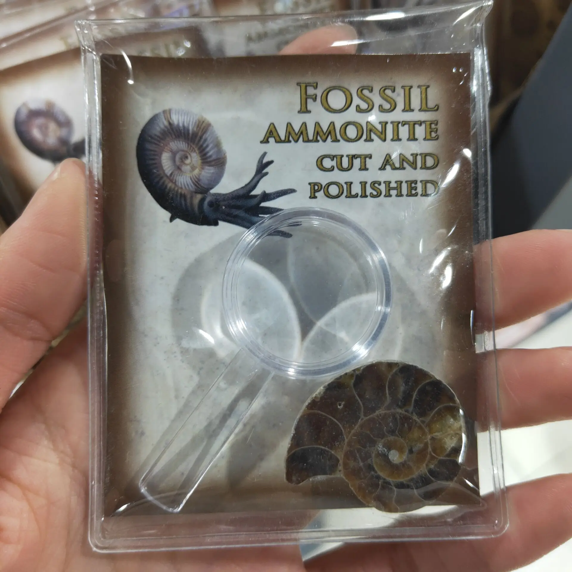 

Ammonite Fossil Shell Ammonite Fossil Jewelry Reiki Healing Madagascar