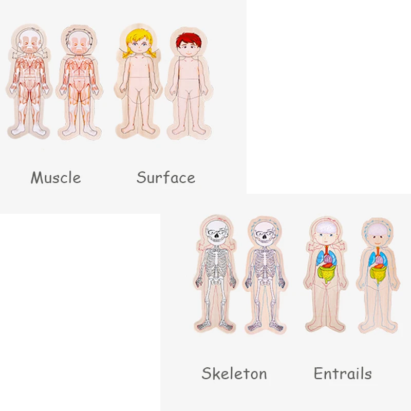 

Children Early Intelligent Learning Educational Body Cognition Baby Puzzles Wooden Human Body Puzzles Multi-Layer tructure Toys