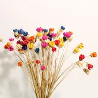 10pcs real mini happy fruit handmake craft dry flower natural dried flowers wedding office table home decoration accessories
