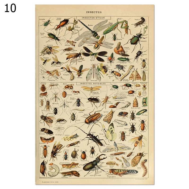 

30x40cm Wall Art Pictures Decorative Pictures Poster Fruit Painting Decoration Vintage Canvas Painting Butterfly Room Decor