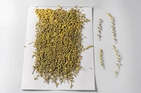 250pcs pressed dried natural yellow flower herbarium for epoxy resin face make up nail art jewelry bookmark phone case diy