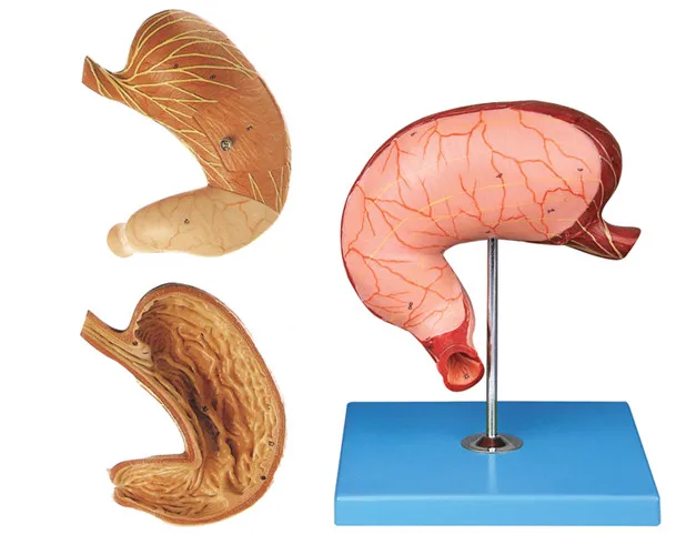 

Stomach Model, Human Stomach Anatomy Model