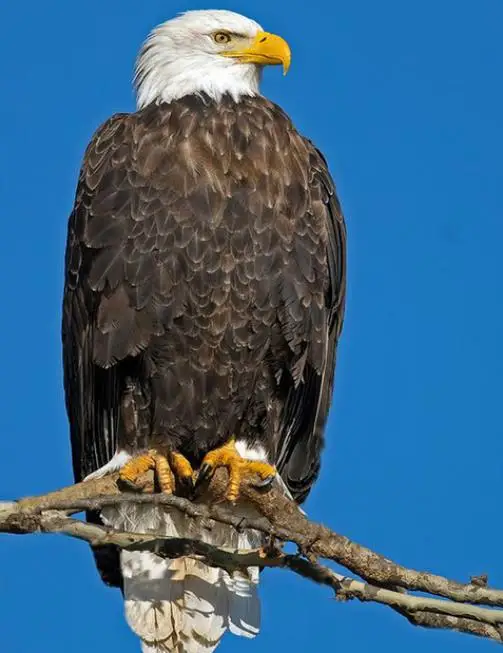 Алмазная живопись Орл мультяшная вышивка крестиком картина из смолы в